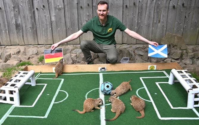 Entertainment Bilder des Tages Traditionelles Fußball-Orakel im Tierpark Chemnitz Zur Fußball-Europameisterschaft 2024 der Männer vom 14. Juni bis zum 14. Juli, die dieses Mal in Deutschland ausgerichtet wird, werden die Ergebnisse der deutschen Mannschaft wieder von verschiedenen Tieren im Tierpark Chemnitz orakelt. Heute versuchten die Erdmännchen mittel präparierten Ball von Tierparkpädagoge Jan Klösters, den Ausgang des Eröffnungsspiels Deutschland gegen Schottland am Freitag vorherzusagen und Glück zu bringen.Nach Erdmännchenorakel hatte hatte Deutschland mit 1:0 die Nase vorn. Die Ergebnisse der beiden weiteren Vorrundenspiele von Deutschland (Deutschland gegen Ungarn am 19. Juni und Deutschland gegen die Schweiz am 23. Juni) werden in der kommenden Woche orakel WM-Orakel_0091206-24_20240612