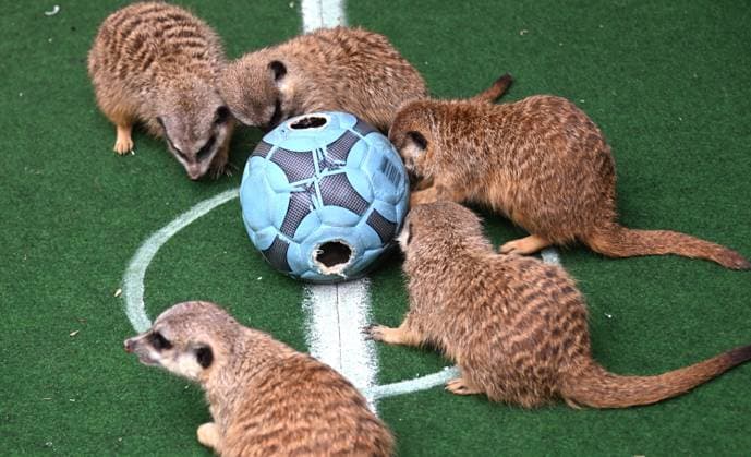 Traditionelles Fußball-Orakel im Tierpark Chemnitz Zur Fußball-Europameisterschaft 2024 der Männer vom 14. Juni bis zum 14. Juli, die dieses Mal in Deutschland ausgerichtet wird, werden die Ergebnisse der deutschen Mannschaft wieder von verschiedenen Tieren im Tierpark Chemnitz orakelt. Heute versuchten die Erdmännchen mittel präparierten Ball von Tierparkpädagoge Jan Klösters, den Ausgang des Eröffnungsspiels Deutschland gegen Schottland am Freitag vorherzusagen und Glück zu bringen.Nach Erdmännchenorakel hatte hatte Deutschland mit 1:0 die Nase vorn. Die Ergebnisse der beiden weiteren Vorrundenspiele von Deutschland (Deutschland gegen Ungarn am 19. Juni und Deutschland gegen die Schweiz am 23. Juni) werden in der kommenden Woche orakel WM-Orakel_0121206-24_20240612