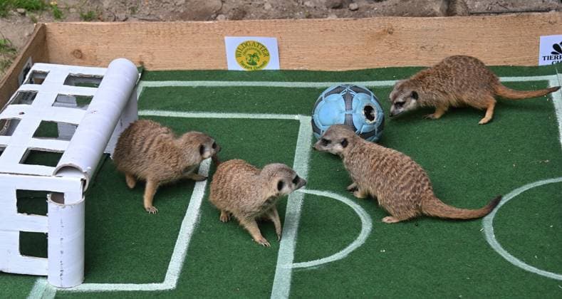 Traditionelles Fußball-Orakel im Tierpark Chemnitz Zur Fußball-Europameisterschaft 2024 der Männer vom 14. Juni bis zum 14. Juli, die dieses Mal in Deutschland ausgerichtet wird, werden die Ergebnisse der deutschen Mannschaft wieder von verschiedenen Tieren im Tierpark Chemnitz orakelt. Heute versuchten die Erdmännchen mittel präparierten Ball von Tierparkpädagoge Jan Klösters, den Ausgang des Eröffnungsspiels Deutschland gegen Schottland am Freitag vorherzusagen und Glück zu bringen.Nach Erdmännchenorakel hatte hatte Deutschland mit 1:0 die Nase vorn. Die Ergebnisse der beiden weiteren Vorrundenspiele von Deutschland (Deutschland gegen Ungarn am 19. Juni und Deutschland gegen die Schweiz am 23. Juni) werden in der kommenden Woche orakel WM-Orakel_0141206-24_20240612