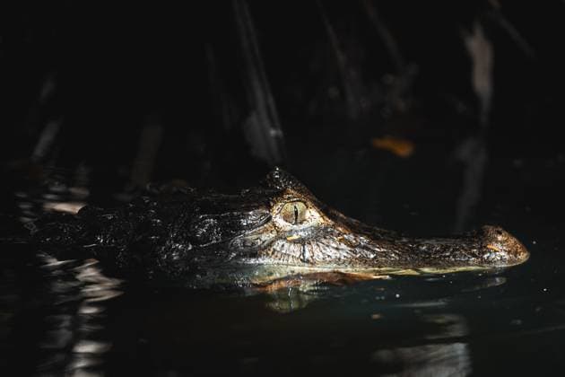 Creative Highlights World Captivating close-up of a crocodile s head emerging from the dark waters of Costa Rica, showcasing its textured skin and vigilant eye Model Released PabloMenendez_ID21791_639241_021 Copyright: xPabloxMenendezx