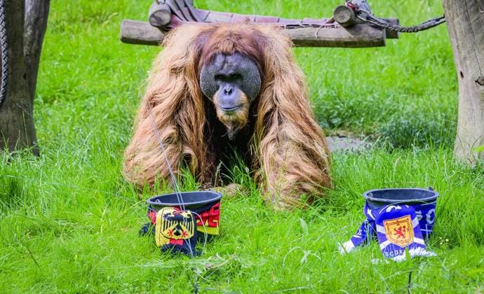 European Championship oracle Walter bets on the German team FOR EDITORIAL PURPOSES ONLY EDITORIAL USE ONLY p European Championship oracle Walter bets on a victory for the German team against Scotland on Thursday, June 13, 2024 at Dortmund ZOO In the enclosure is also partner Suma with baby Germany NRW Dortmund Copyright RalfxRottmann Copyright: RalfxRottmann doc7vulf1t1uvk1lyryq1lr ,EDITORIAL USE ONLY Copyright: RalfxRottmann