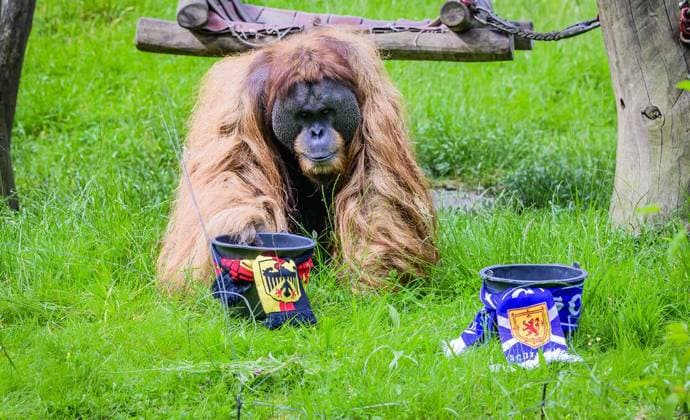 European Championship oracle Walter bets on the German team FOR EDITORIAL PURPOSES ONLY EDITORIAL USE ONLY p European Championship oracle Walter bets on a victory for the German team against Scotland on Thursday, June 13, 2024 at Dortmund ZOO In the enclosure is also partner Suma with baby Germany NRW Dortmund Copyright RalfxRottmann Copyright: RalfxRottmann doc7vulf1zofjt1810mqavt ,EDITORIAL USE ONLY Copyright: RalfxRottmann
