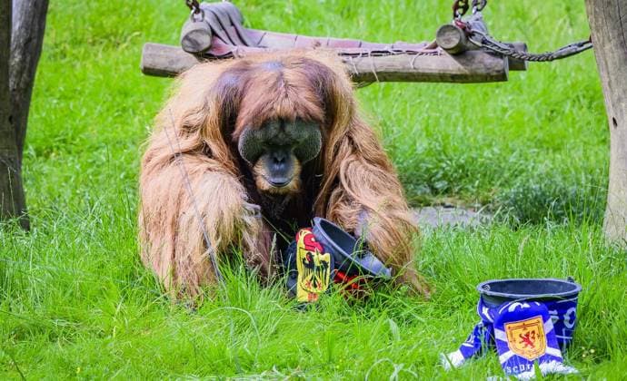 European Championship oracle Walter bets on the German team FOR EDITORIAL PURPOSES ONLY EDITORIAL USE ONLY p European Championship oracle Walter bets on a victory for the German team against Scotland on Thursday, June 13, 2024 at Dortmund ZOO In the enclosure is also partner Suma with baby Germany NRW Dortmund Copyright RalfxRottmann Copyright: RalfxRottmann doc7vulfykp9sx15iqx98w0 ,EDITORIAL USE ONLY Copyright: RalfxRottmann