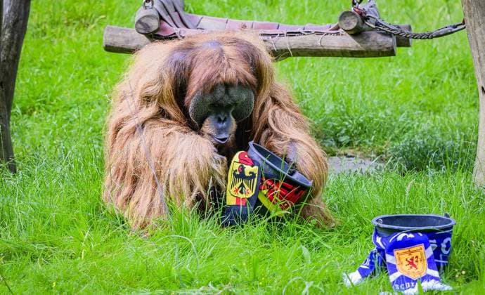 European Championship oracle Walter bets on the German team FOR EDITORIAL PURPOSES ONLY EDITORIAL USE ONLY p European Championship oracle Walter bets on a victory for the German team against Scotland on Thursday, June 13, 2024 at Dortmund ZOO In the enclosure is also partner Suma with baby Germany NRW Dortmund Copyright RalfxRottmann Copyright: RalfxRottmann doc7vulg031x6wzupk74g ,EDITORIAL USE ONLY Copyright: RalfxRottmann