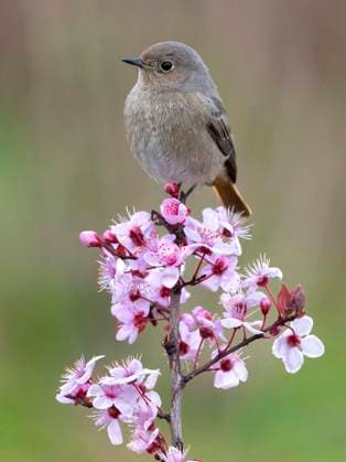 Gibraltar-Hausrotschwanz, Gibraltar-Haus-Rotschwanz, Gibraltarhausrotschwanz (Phoenicurus ochruros gibraltariensis, Phoenicurus gibraltariensis), Weibchen sitzt auf einem rosa bluehenden Ast, Italien, Toskana Gibraltar black redstart (Phoenicurus ochruros gibraltariensis, Phoenicurus gibraltariensis), female perching on a pink flowering branch, Italy, Tuscany BLWS710811 *** Gibraltar Black redstart, Gibraltar House Redtail, Gibraltar redstart Phoenicurus ochruros gibraltariensis, Phoenicurus gibraltariensis , Female sits at a Pink blooming Branch, Italy, Tuscany Gibraltar Black redstart Phoenicurus ochruros gibraltariensis, Phoenicurus gibraltariensis , Female perching ON a Pink flowering branch, Italy, Tuscany BLWS710811 Copyright: xblickwinkel AGAMI D.xOcchiatox