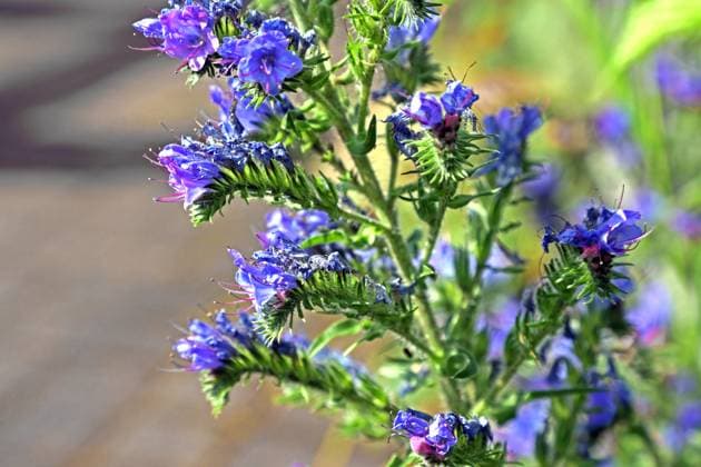 Wildkräuter in der Landschaft Die blauen Blüten vom Natternkopf zu Beginn der Sommerzeit *** Wild herbs in the landscape The blue flowers of the vipers bugloss at the start of summer