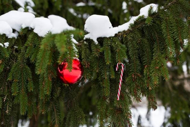 winter holidays and decoration concept - candy cane and christmas ball on fir tree branch covered with snow. candy cane and christmas ball on fir tree branch ,model released, Symbolfoto; winterlichen Ferien und Dekoration Konzept Süßigkeit Krueckstock und Weihnachten Knäuel am Edeltannen Baum Zweig Gedeckter mit Schnee Süßigkeit Krueckstock und Weihnachten Knäuel am Edeltannen Baum Zweig ,model released, Symbolfoto ING_33594_203816
