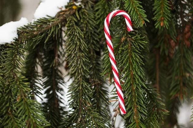 winter holidays and decoration concept - candy cane christmas tree toy on fir branch covered with snow. candy cane christmas toy on fir tree branch ,model released, Symbolfoto; winterlichen Ferien und Dekoration Konzept Süßigkeit Krueckstock Weihnachten Baum Spielware am Edeltannen Zweig Gedeckter mit Schnee Süßigkeit Krueckstock Weihnachten Spielware am Edeltannen Baum Zweig ,model released, Symbolfoto ING_33594_204094