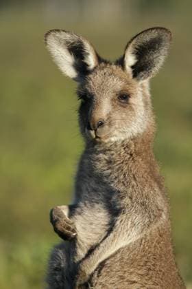 Creative Highlights World Portrait of a young kangaroo Warrumbungle, New South Wales, Australia R_MZNE2406188B-1466246-01