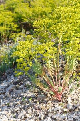 Saat-Wolfsmilch, Saatwolfsmilch (Euphorbia segetalis), bluehend, Albanien Grainfield spurge (Euphorbia segetalis), blooming, Albania BLWS711092 *** Seeds Spurge, Seed spurge Euphorbia segetalis , blueing, Albania grainfield spurge Euphorbia segetalis , blooming, Albania BLWS711092 Copyright: xblickwinkel F.xHeckerx