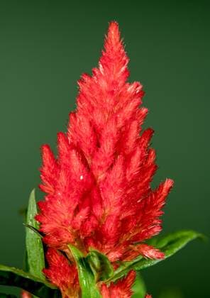 Blooming red Celosia on a green background Beautiful Blooming red Celosia flower or woolflower on a green background. Flower head close-up. Copyright: xZoonar.com SerhiixZarevx 21762356