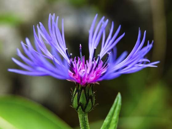 Perennial cornflower (Centaurea montana), Archenkanzel, Berchtesgaden National Park, Schönau am Königssee, Berchtesgadener Land, Upper Bavaria, Bavaria, Germany, Europe *** perennial cornflower Centaurea Montana , Ark pulpit, Berchtesgaden National Park, Schönau on Königssee, Berchtesgadener Country, Upper Bavaria, Bavaria, Germany, Europe Copyright: imageBROKER HerbertxBerger ibxheb10830128.jpg