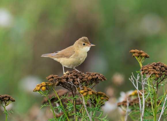 Teichrohrsaenger, Teich-Rohrsaenger (Acrocephalus scirpaceus), juveniler Teichrohrsaenger sitzt auf einer vertrockneten Bluetenstand, Seitenansicht, Niederlande, Limburg reed warbler, common reed warbler (Acrocephalus scirpaceus), juvenile reed warbler perching on a dried inflorescence, side view, Netherlands, Limburg BLWS711532 *** Pond pipe seeders, Pond Rohrsaenger Acrocephalus scirpaceus , Juveniles Teichrohrsaenger sits at a vertrockneten Flower stand, Side view, Netherlands, Limburg Reed warbler, Common Reed Warbler Acrocephalus scirpaceus , Juvenile Reed Warbler perching ON a dried inflorescence, Side view, Netherlands, Limburg BLWS711532 Copyright: xblickwinkel AGAMI R.xScholsx