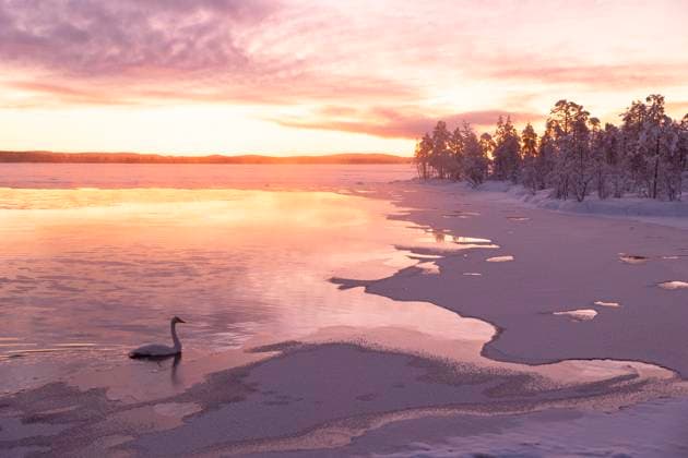 Creative Highlights World A swan swims in the frozen lake during an amazing winter sunrise in Muonio, Finland, Europe Copyright: carloxalbertoxconti 1369-240
