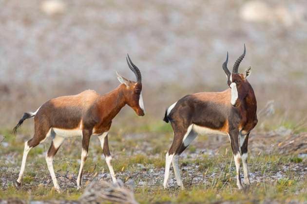 Creative Highlights World Buntbock, Bunt-Bock (Damaliscus pygargus, Damaliscus dorcas, Damaliscus dorcas dorcas), zwei Bunt-Boecke stehen auf einer Wiese und sehen sich an, Seitenansicht, Suedafrika, Westkap, Table Mountain Nationalpark bontebok (Damaliscus pygargus, Damaliscus dorcas, Damaliscus dorcas dorcas), two bonteboks stand in a meadow and looking at each other, side view, South Africa, Western Cape, Table Mountain National Park BLWS711728 *** Buntbock, bunt Bock Damaliscus pygargus, Damaliscus dorcas, Damaliscus dorcas dorcas , Two bunt Boecke Standing at a Meadow and see itself to, Side view, South Africa, Western Cape, Table Mountain National Park Bontebok Damaliscus pygargus, Damaliscus dorcas, Damaliscus dorcas dorcas , Two Bonteboks st Copyright: xblickwinkel McPHOTO M.xSchaefx