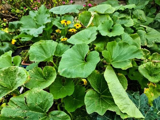 Große grüne Blätter von Kürbispflanzen in einem Garten *** Great green Sheets from Pumpkin plants in a Garden 1127131517