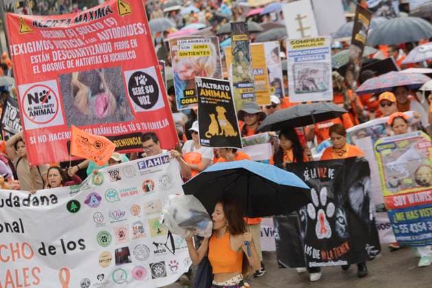 Organizations March In Favor Of Animals In Mexico City Members of various organizations in favor of animal rights are holding a protest under the rain at the Angel of Independence in the Zocalo of Mexico City, expressing their repudiation of mistreatment and cruelty towards animals. Mexico City Mexico City Mexico  Copyright: xGerardoxVieyrax originalFilename: vieyra-notitle240630_npwHD.jpg