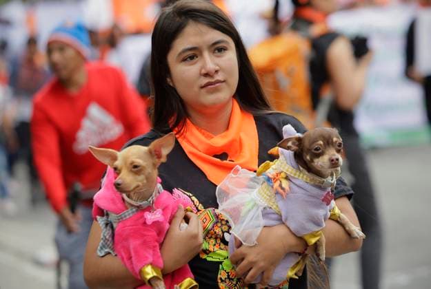 Organizations March In Favor Of Animals In Mexico City A woman is carrying two dogs and is accompanying various organizations in favor of animal rights, holding a protest in the rain at the Angel of Independence in the Zocalo of Mexico City, expressing their repudiation of mistreatment and cruelty towards animals. Mexico City Mexico City Mexico  Copyright: xGerardoxVieyrax originalFilename: vieyra-notitle240630_npOWP.jpg
