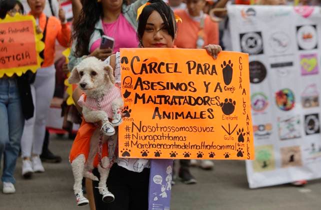 Organizations March In Favor Of Animals In Mexico City A woman is carrying a dog who is accompanying members of various organizations in favor of animal rights, while protesting in the rain at the Angel of Independence in the Zocalo of Mexico City, expressing their repudiation of mistreatment and cruelty towards animals. Mexico City Mexico City Mexico  Copyright: xGerardoxVieyrax originalFilename: vieyra-notitle240630_np988.jpg