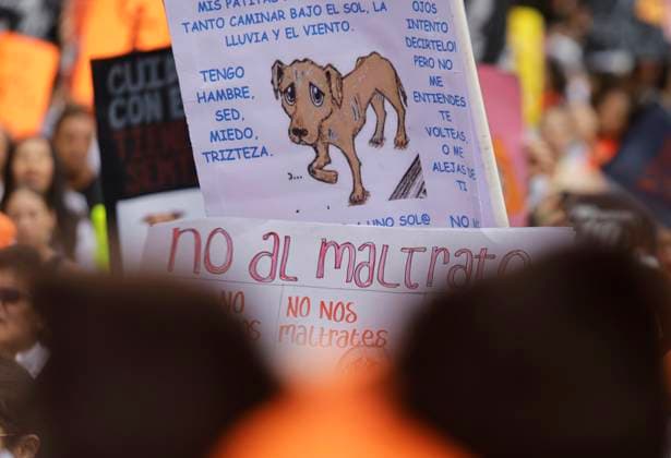 Organizations March In Favor Of Animals In Mexico City Members of various organizations in favor of animal rights are holding banners while protesting in the rain at the Angel of Independence at the Zocalo in Mexico City, expressing their repudiation of mistreatment and cruelty towards animals. Mexico City Mexico City Mexico  Copyright: xGerardoxVieyrax originalFilename: vieyra-notitle240630_npr6C.jpg