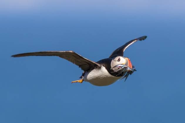 Creative Highlights World An Atlantic puffin with a beak full of sand eels heads to feed its chicks on Skomer Island in Pembrokeshire, Wales. Photographer Ed Brown captured the images during his holiday to the scenic island. This year, wardens have tallied over 41,000 puffins nesting on Skomer. The puffin chicks take shelter in burrows. Where: Skomer Island, Wales, United Kingdom When: 30 Jun 2024 Credit: Ed Brown Cover Images EDITORIAL USE ONLY. NOT FOR USE BY NEWSPAPERS BASED IN THE UK. Copyright: xx coverimg53897159