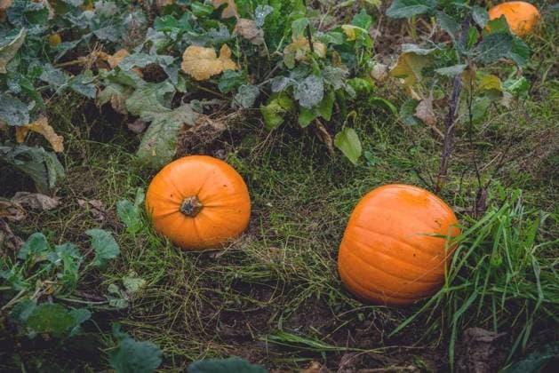 Garden in the fall with orange pumpkins after the rain ,model released, Symbolfoto