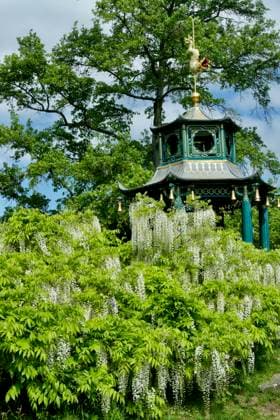 Seasonal weather Pretty wisteria frames the Japanese Pagoda in the Japanese Gardens.,  Copyright: xGeoffreyxSwainex xAvalonx 0694985635