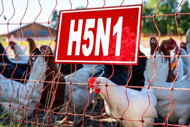 Germany - 02 July 2024: Chickens in a barn, or behind a net and a warning sign with the inscription: H5N1. Symbolizes danger due to transmission of the bird flu virus or influenza from animals to humans. PHOTOMONTAGE *** Hühner in einem Stall, bzw. hinter einem Netz und einem Warn-Schild mit Aufschrift: H5N1. Symbolisiert Gefahr durch Übertragung des Vogelgrippe-Virus bzw. Influenza vom Tier auf den Menschen. FOTOMONTAGE