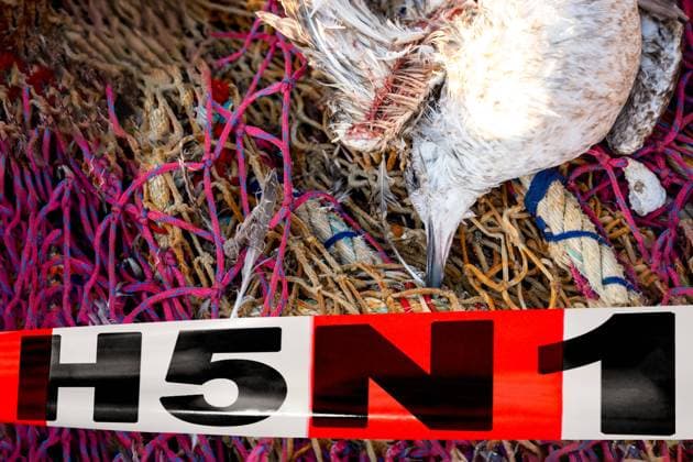 Germany - 02 July 2024: Dead or contaminated bird in a net in front of a barrier tape of the health authority, or disease protection with the inscription: H5N1. Symbolizes outbreak and spread of a disease in animals. PHOTOMONTAGE
