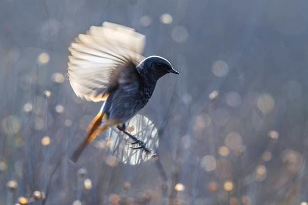Gibraltar-Hausrotschwanz, Gibraltar-Haus-Rotschwanz, Gibraltarhausrotschwanz (Phoenicurus ochruros gibraltariensis, Phoenicurus gibraltariensis), Maennchen im Landeanflug, Seitenansicht, Italien, Toskana Gibraltar black redstart (Phoenicurus ochruros gibraltariensis, Phoenicurus gibraltariensis), male in landing approach, side view, Italy, Tuscany BLWS711959 *** Gibraltar Black redstart, Gibraltar House Redtail, Gibraltar redstart Phoenicurus ochruros gibraltariensis, Phoenicurus gibraltariensis , Men at Landing approach, Side view, Italy, Tuscany Gibraltar Black redstart Phoenicurus ochruros gibraltariensis, Phoenicurus gibraltariensis , Male in Landing approach, Side view, Italy, Tuscany BLWS711959 Copyright: xblickwinkel AGAMI D.xOcchiatox