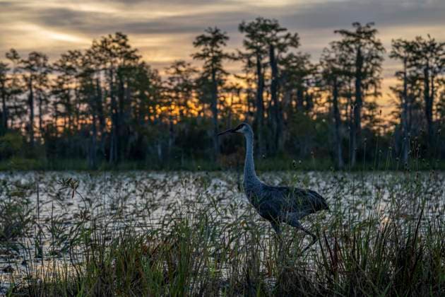 Sandhill Crane, Okefenokee National Wildlife Refuge, Georgia Folkston, Georgia, United States R_PEES211029-855592-01