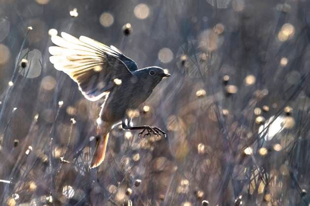Gibraltar-Hausrotschwanz, Gibraltar-Haus-Rotschwanz, Gibraltarhausrotschwanz (Phoenicurus ochruros gibraltariensis, Phoenicurus gibraltariensis), Weibchen im Landeanflug, Seitenansicht, Italien, Toskana Gibraltar black redstart (Phoenicurus ochruros gibraltariensis, Phoenicurus gibraltariensis), female in landing approach, side view, Italy, Tuscany BLWS712247 *** Gibraltar Black redstart, Gibraltar House Redtail, Gibraltar redstart Phoenicurus ochruros gibraltariensis, Phoenicurus gibraltariensis , Female at Landing approach, Side view, Italy, Tuscany Gibraltar Black redstart Phoenicurus ochruros gibraltariensis, Phoenicurus gibraltariensis , Female in Landing approach, Side view, Italy, Tuscany BLWS712247 Copyright: xblickwinkel AGAMI D.xOcchiatox