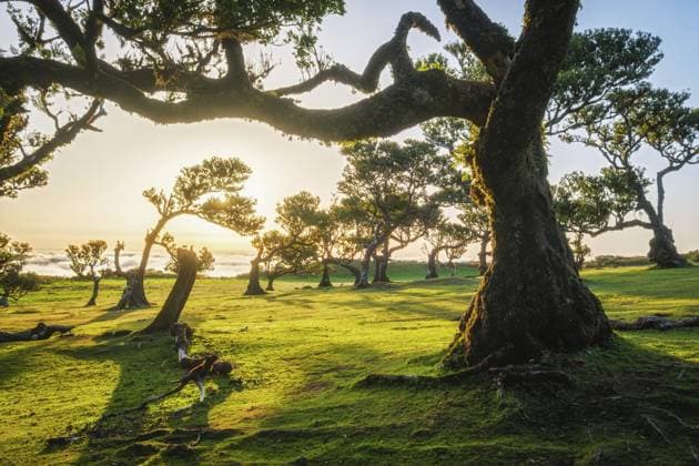 Centuries-old til trees in fantastic magical idyllic Fanal Laurisilva forest on sunset. Madeira island, Portugal, Europe *** centuries Old Til Trees in Fantastic Magical Idyllic Channel Laurisilva Forest ON Sunset Madeira island, Portugal, Europe Copyright: imageBROKER DmitryxRukhlenko ibxdmr10916227.jpg