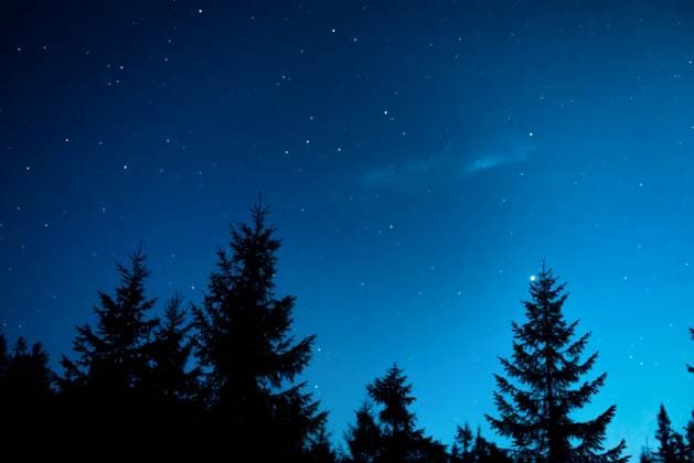 Night forest with pine trees, dark night sky and many stars. Night forest landscape ,model released, Symbolfoto