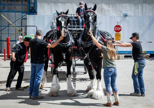 July 6, 2024, Calgary, Ab, CANADA: A team of Shire heavy horse belonging to the Wareing family of Blackfoot, Idaho, are maneuvered into place at the Calgary Stampede in Calgary, Alta., Saturday, July 6, 2024. Calgary CANADA  - ZUMAc35_ 20240706_zaf_c35_010 Copyright: xJeffxMcintoshx