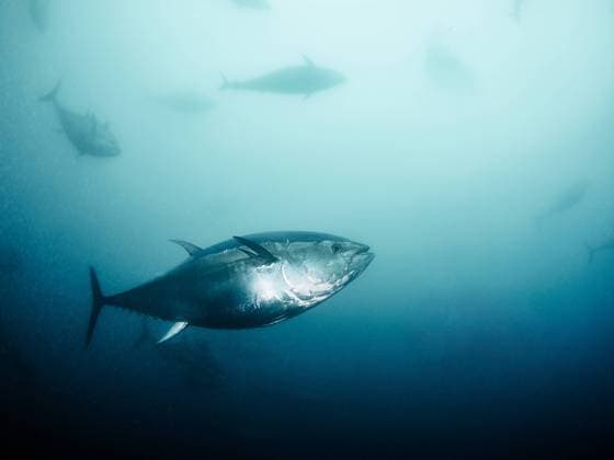 Giant bluefin tuna (Thunnus thynus) swimming inside a fishing net. Spain, Catalonia, L Ametlla de Mar R_VXTB211018-847893-01