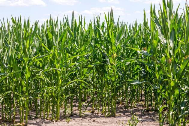 Maisanbau DEU Deutschland Brandenburg Neupetershain, 08.07.2024, Maispflanzen stehen auf einem Feld nahe der Ortschaft Grossraeschen in der Lausitz. *** Corn cultivation DEU Germany Brandenburg Neupetershain, 08 07 2024, Corn plants are standing in a field near the village of Grossraeschen in Lusatia AF_Mais_83137.jpeg