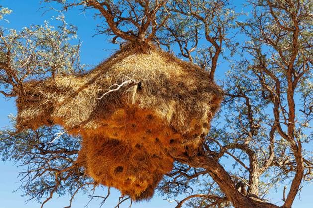 Creative Highlights World Gemeinschaftsnest der Webervögel in einem Baum in der Namib Gemeinschaftsnest der Webervögel in einem Baum in der Namib Namib Namibia *** Community nest of weaverbirds in a tree in the Namib Community nest of weaverbirds in a tree in the Namib Namibia Copyright: xBSxPressefoto B.Hoffmannx
