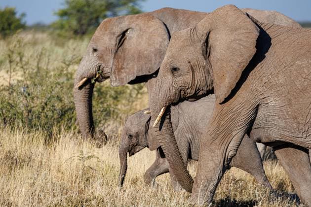 Creative Highlights World afrikanische Elefanten im Etosha Nationalpark afrikanische Elefanten im Etosha Nationalpark Etosha Nationalpark Namibia *** African elephants in Etosha National Park African elephants in Etosha National Park Etosha National Park Namibia Copyright: xBSxPressefoto B.Hoffmannx