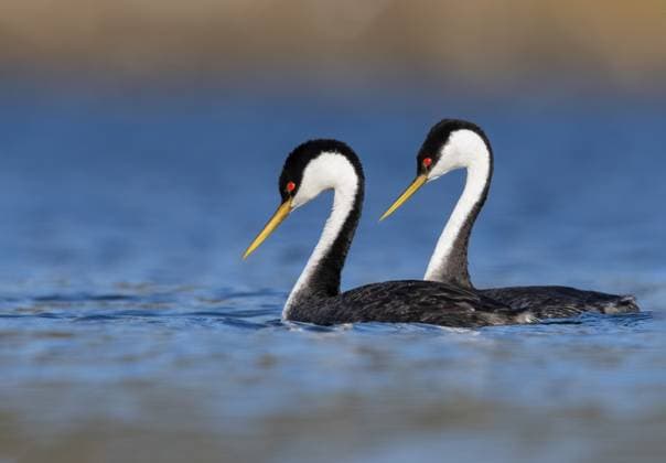 Creative Highlights World Renntaucher (Aechmophorus occidentalis), zwei Renntaucher schwimmen zusammen auf einem See, Seitenansicht, USA western grebe (Aechmophorus occidentalis), two western grebes swimming together on a lake, side view, USA BLWS712421 *** Renntaucher Aechmophorus occidentalis , Two Renntaucher Swimming together at a See, Side view, USA Western Grebe Aechmophorus occidentalis , Two Western grebes Swimming Together ON a lake, Side view, USA BLWS712421 Copyright: xblickwinkel AGAMI D.xShapirox
