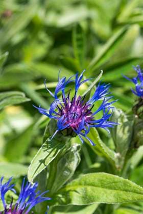 Berg-Flockenblume, Bergflockenblume (Centaurea montana, Cyanus montanus), bluehend, Zierpflanze, Deutschland Montane star-thistle, Perennial cornflower, Mountain knapweed, Mountain cornflower, Bachelor s button, Mountain Bluet (Centaurea montana, Cyanus montanus), blooming, Germany, Bundesrepublik Deutschland BLWS712514 *** mountain Knapweed, Mountain Cereal Flower Centaurea montana, cyanus montanus , blueing, Ornamental plant, Germany Montane Star thistle, perennial cornflower, Mountain knapweed, Mountain cornflower, Bachelor S button, Mountain bluet Centaurea montana, cyanus montanus , blooming, Germany, Federal Republic Germany BLWS712514 Copyright: xblickwinkel McPHOTO H.-R.xMuellerx