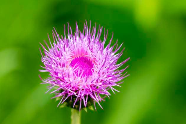Verschiedenblättrige Kratzdistel (Cirsium heterophyllum) Verschiedenblättrige Kratzdistel (Cirsium heterophyllum). Melancholy thistle (Cirsium heterophyllum). Copyright: xZoonar.com KarinxJaehnex 21881234