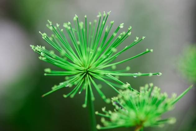Close-up view of green grass flower blooming in rainy season Bangkok, Bangkok, Thailand R_GXKV24070976-1476948-01