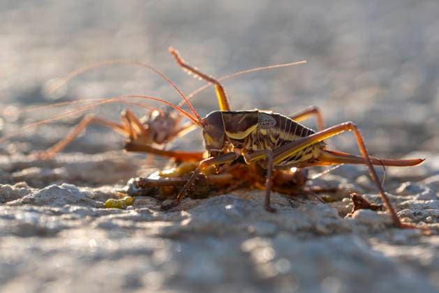 Creative Highlights World Close-up image of a cricket engaged in feeding, captured with a shallow depth of field to highlight intricate body details against a blurry background Model Released FranAlfonseca_ID22418_655004_007 Copyright: xFranxAlfonsecax RECORD DATE NOT STATED