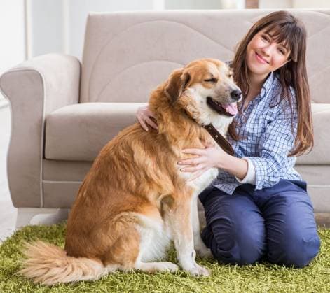 The happy woman dog owner at home with golden retriever. Happy woman dog owner at home with golden retriever ,model released, Symbolfoto