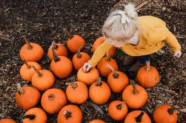 Young child picking small orange pumpkin from pumpkin patch Wolf Lake, Illinois, United States R_WEKW240714-1483951-01 ,model released, Symbolfoto