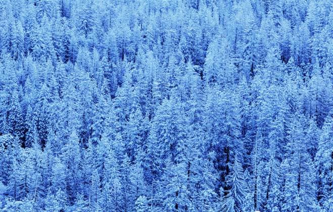 Scenic snow-covered forest in winter season. Good for Christmas background. ,model released, Symbolfoto