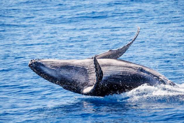 A breaching humpback whale calf (Megaptera novaeangliae), off Maui, Hawaii, United States of America, Pacific, North America Copyright: RyanxRossotto 1387-142