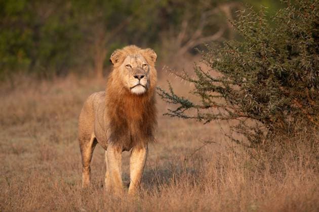 Creative Highlights World A male lion, Panthera Leo, standing in grass, golden light, direct gaze. Londolozi Wildlife Reserve,South Africa,A male lion, Panthera Leo, standing in grass, golden light, direct gaze.  A male lion, Panthera Leo, standing in grass, golden light, direct gaze.