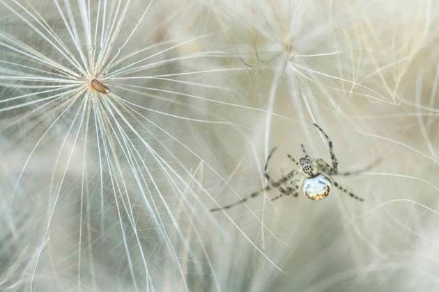 Creative Highlights World Kratzdistel (Cirsium spec.), Flugsamen einer Kratzdistel mit Spinne, Deutschland common thistle, plumed thistle (Cirsium spec.), Flying seeds of a thistle with spider, Germany BLWS712987 *** Kratzdistel Cirsium Spec , Flying seeds a Kratzdistel with Spider, Germany Common thistle, plumed Thistle Cirsium Spec , Flying Seeds of a Thistle With spider, Germany BLWS712987 Copyright: xblickwinkel M.xWuchenauerx